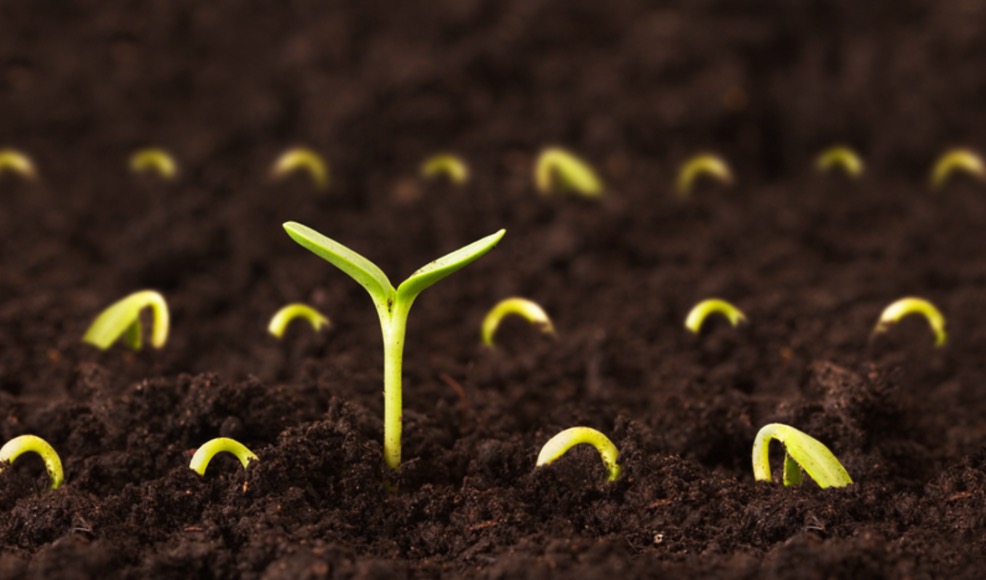 From Seed to Harvest: A Comprehensive Guide to Crop Rotation