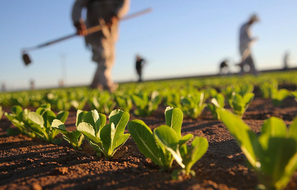 Farming